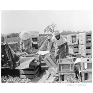 Farm workers stand amongst empty wooden crates in a field.