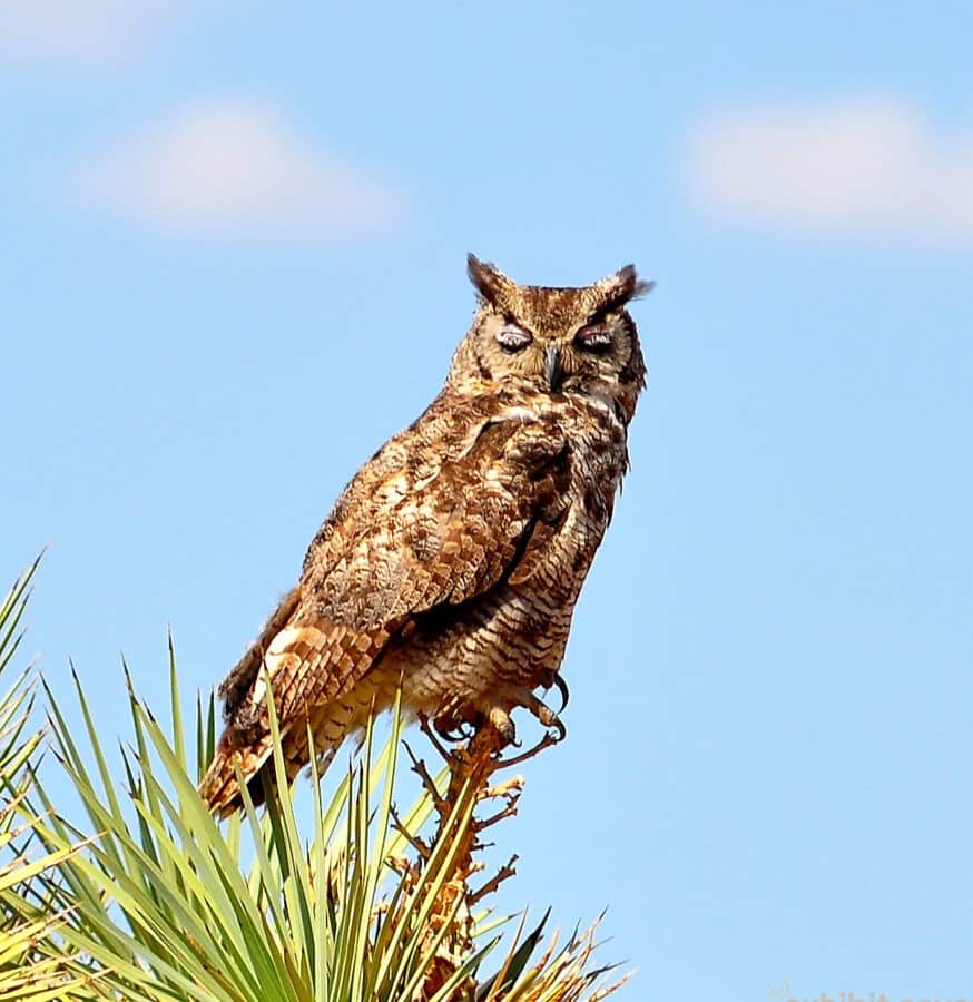 A brown, great horned owl has its eyes closed as it sleeps on top of a tree. The tree has green fronds and is a Joshua Tree in the desert. Behind the owl is a blue sky with some puffy white clouds.