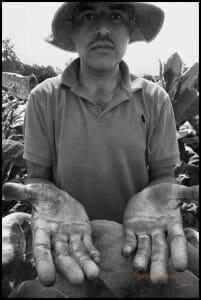 Manuel Garcia, a farm worker from Esteli, Nicaragua, shows the juice from trimming tobacco plants on his hands and arms / Manuel García, un trabajado agrícola de Estelí, Nicaragua, muestra sus manos y brazos manchadas de jugo por recortar las plantas de tabaco.