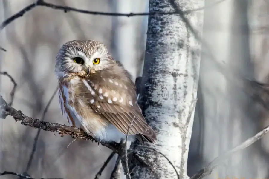 A small brown owl sits on a tree branch. It has spots on its wings and yellow eyes. The branch it sits on is part of a white birch tree in the middle of a forest.